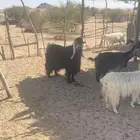 تيس فحل عارضي للبيع التيس جبر وكبير العمر سدس