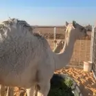 بكره فاخره للبيع