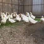 بط بكيني جامبو بياض
