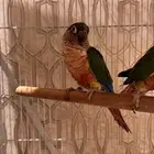 انثى كنيور يلو سايد رد فاكتور محلله