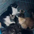 قطط للتبني العدد 7 قطط