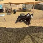 تيوس مخاصي جروم