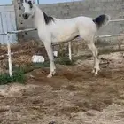 حصان مسروق من المربط