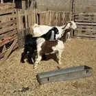 عنز معها تيوس للبيع