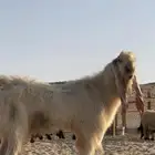 للبيع تيس