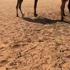 ضروبه للبيع