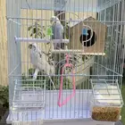 زوج طيور حب بادجي