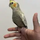 انباع