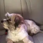 مالتيز