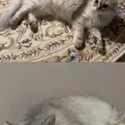 قطه مفقوده