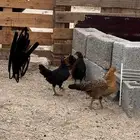 دجاج