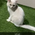 قط أليف للبيع