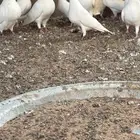 حمام فرنسي جامبو