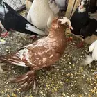 حمام زينه أنواع