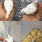 فرخ كروان البينو