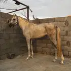 مهر شعبي