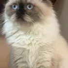 قطه سكوتش فولد هملايا للتبني