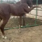 البيع حصان شعبي شيخ