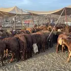سواكن حمري مرابي ( راجع التقييم)
