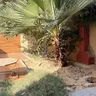 نخله طبيعيه