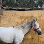 حصان شعبي