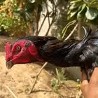ديك باكستاني انتاج فواخر