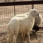 جذع نجدي عيسي طيب بالحيل للبيع