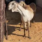 سواكن درماني فاخره صنف لاهل الصنف