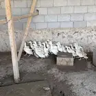 صوص بط بكيني