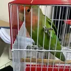 حيوان   طير   روز