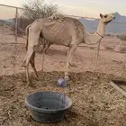 ناقه مهجنه