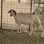 شاه حايل