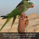 مفقودين ف جبل الشعبه فوق