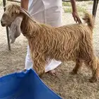 للبيع تيس