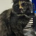 للبيع قطه شيرازي