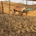 رخل درمانية فاخرة وكفو عمرها 8 شهور