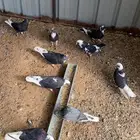 ماشاءالله تبارك الله للبيع قطايف معاريف