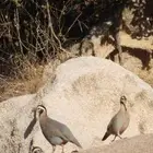 قهدي او قهابا