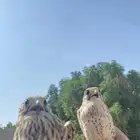 موجود شبوط للبيع ب150 العدد 2