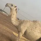 قعود