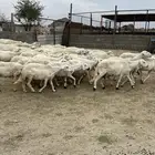 ضان مراح واحد