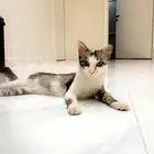 قطه