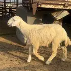 سبعه طليان العمر سبعه اشهر