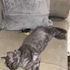 قطه انثى للبيع