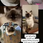 قطة