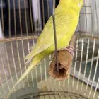 للبيع بادجي