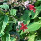 شتلات طربوش الملك