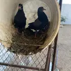 حمام. قطيفي