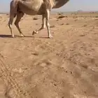 ضرايب شقح
