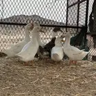 بط بكيني